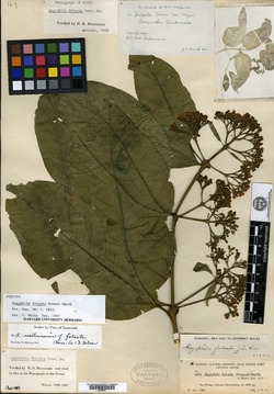 Aegiphila falcata image