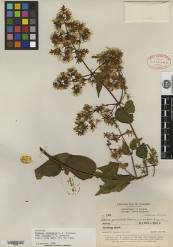 Mikania granulata image