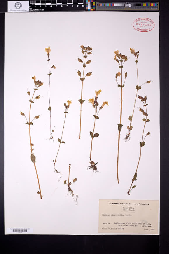Erythranthe microphylla image