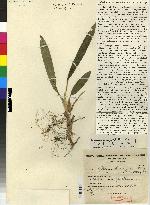 Camaridium brevilabium image