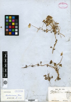 Tropaeolum hookerianum image