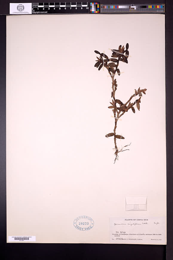 Epidendrum singuliflorum image