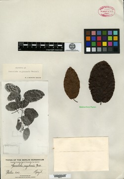 Coccoloba cujabensis image