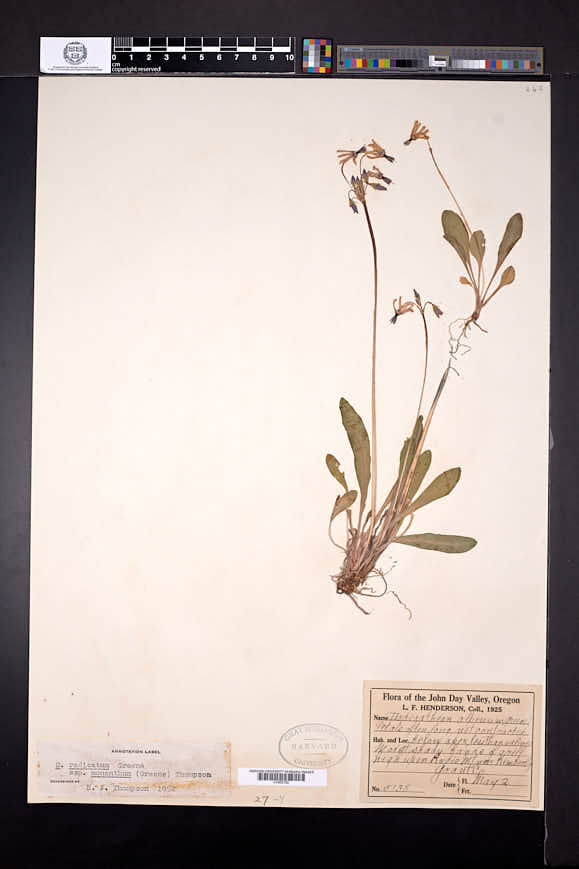 Dodecatheon pulchellum var. monanthum image