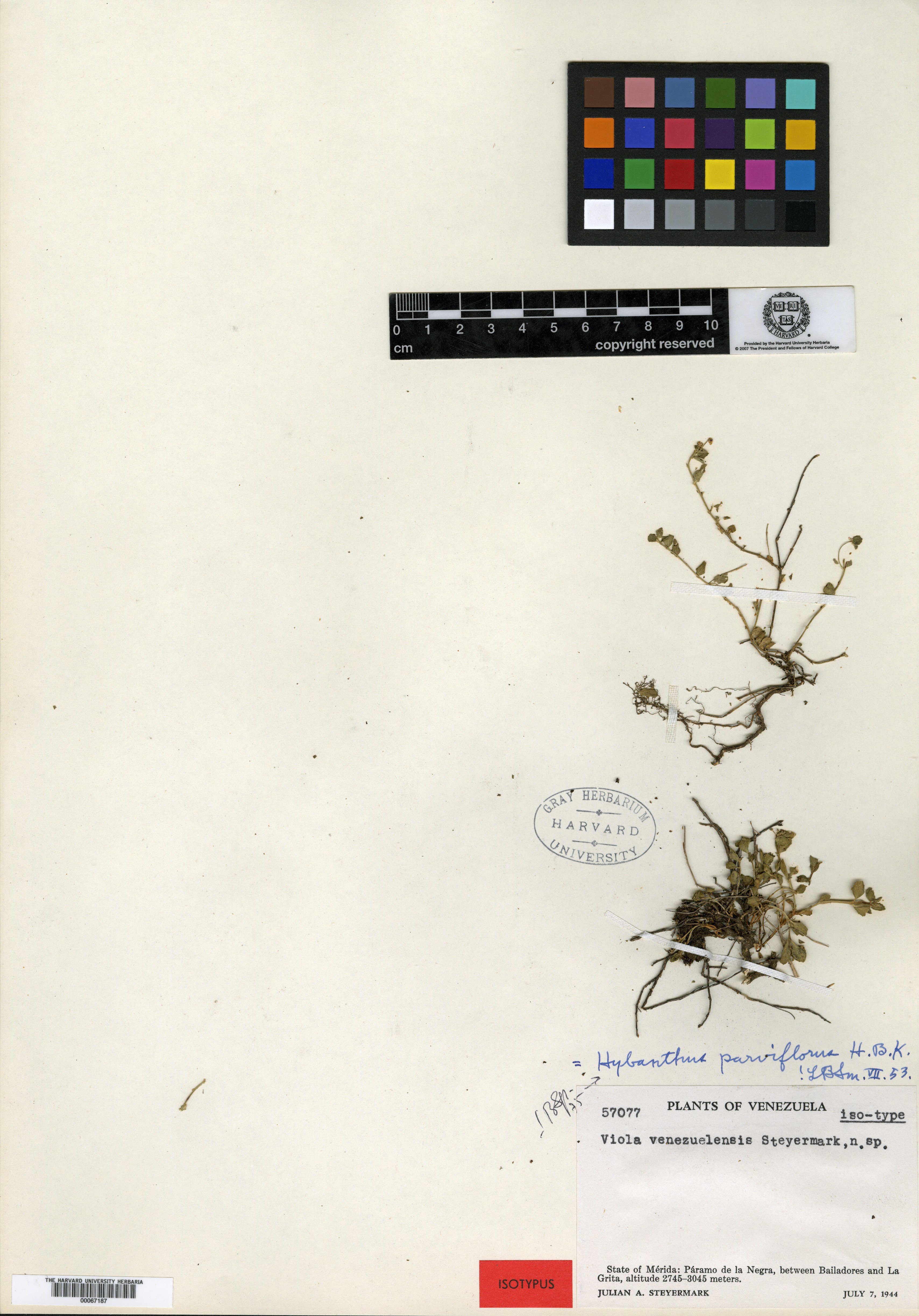 Pombalia parviflora image