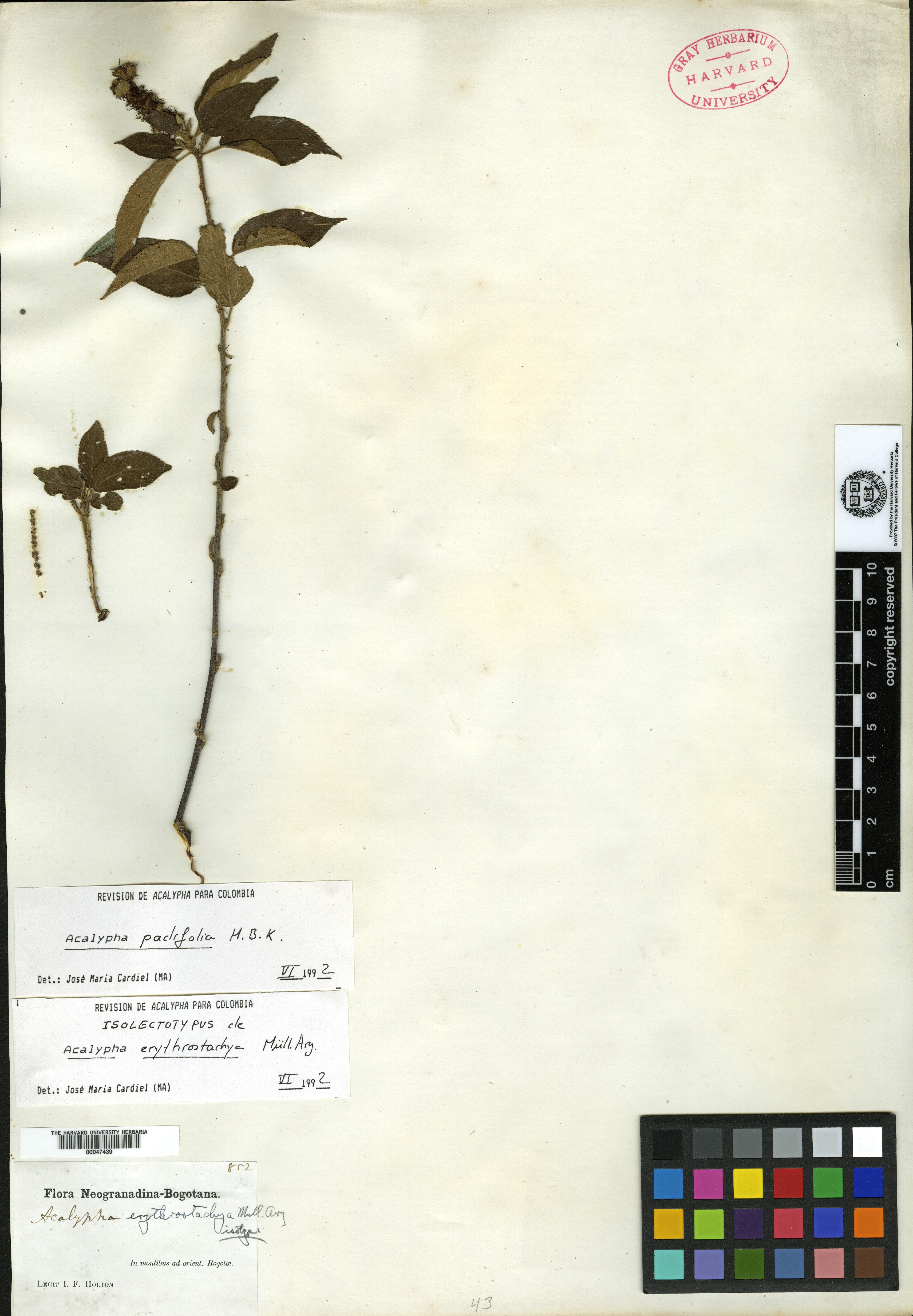 Acalypha grisea image