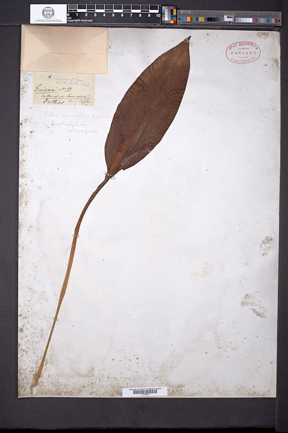 Spathiphyllum cannifolium image