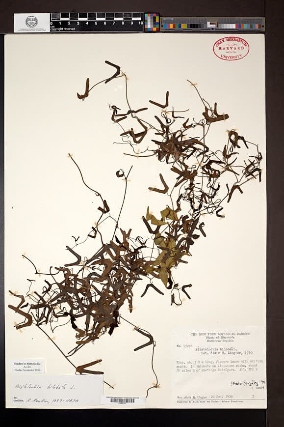 Aristolochia bilobata image