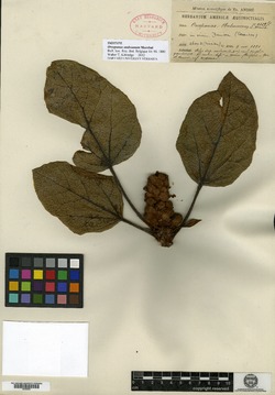 Oreopanax andreanum image