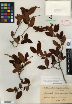 Coccoloba spinescens image
