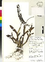 Epidendrum yungasense image