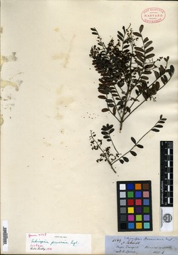 Schinopsis peruviana image