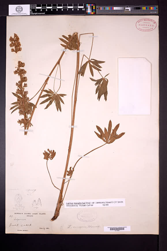 Lupinus leucophyllus var. canescens image