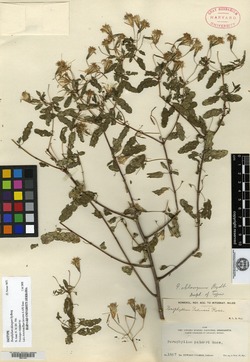 Porophyllum punctatum image