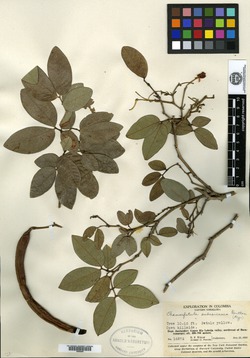 Copaifera chodatiana image