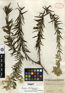 Baccharis helichrysoides image