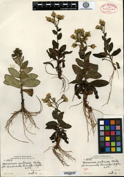 Pilosella verruculata subsp. verruculata image