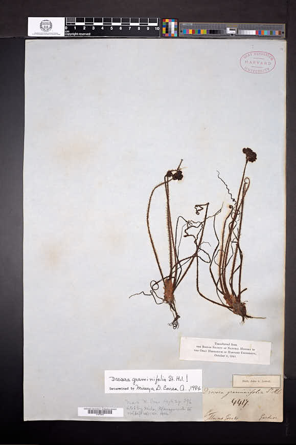Drosera graminifolia image