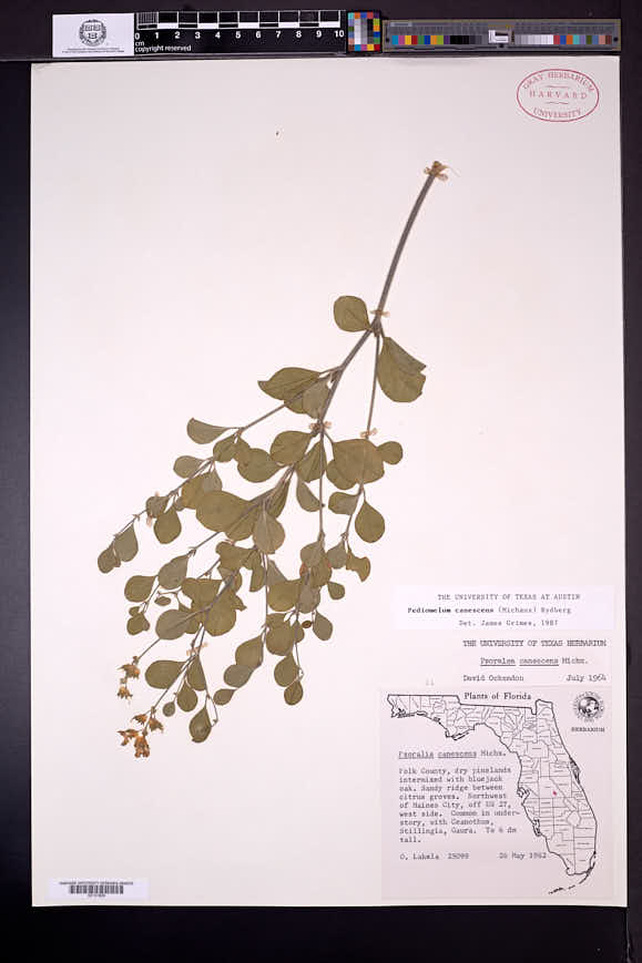 Pediomelum canescens image
