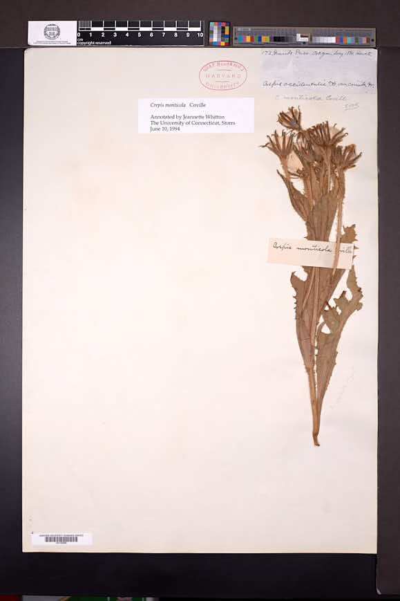 Crepis monticola image