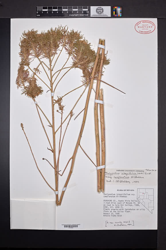 Thelypodium integrifolium subsp. complanatum image