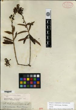 Diacidia galphimioides image