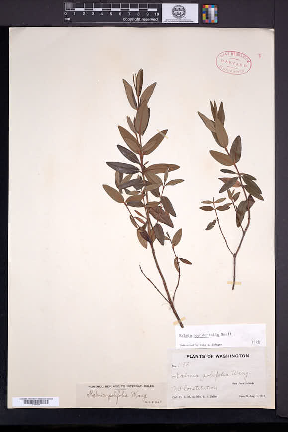Kalmia microphylla subsp. occidentalis image