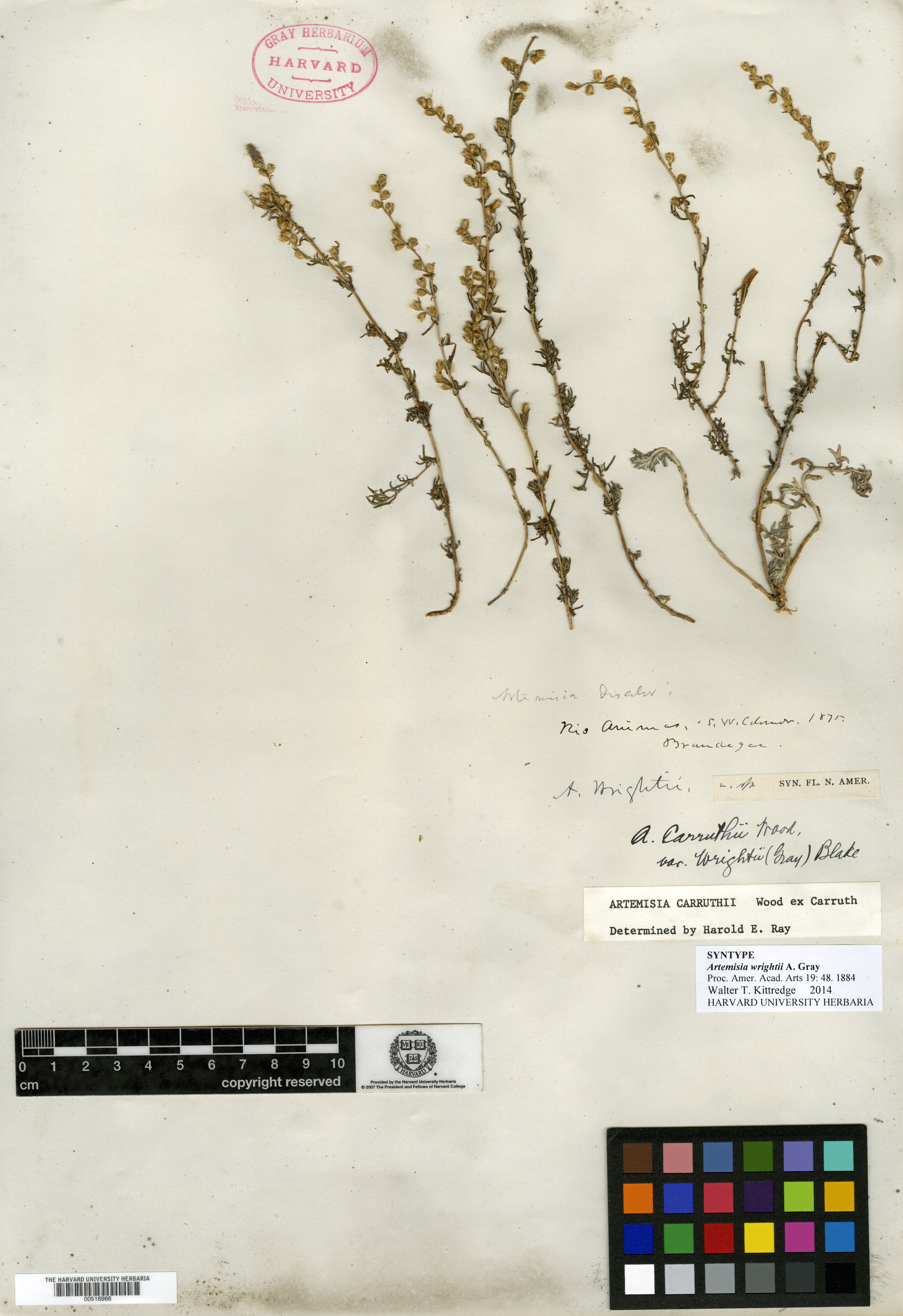 Artemisia wrightii image
