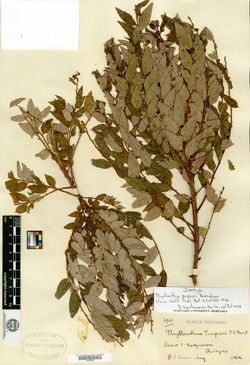 Phyllanthus purpusii image