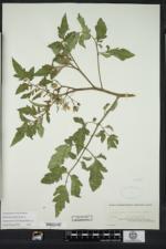 Solanum villosum image