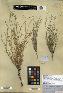 Malvastrum leptophyllum image