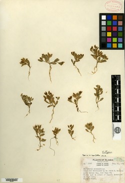 Cochlearia sessilifolia image