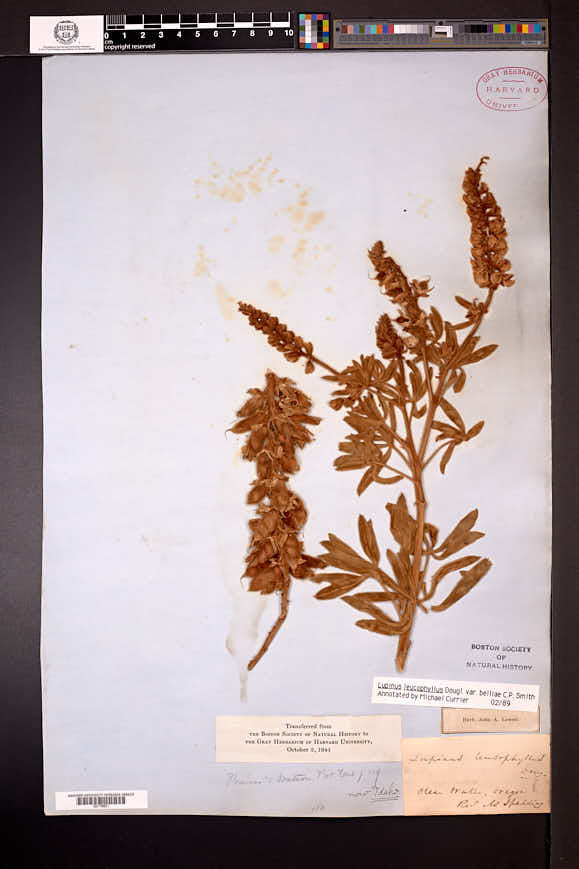 Lupinus leucophyllus var. belliae image