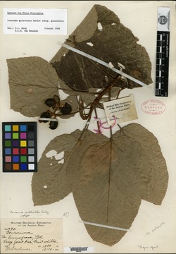 Pseudolmedia oxyphyllaria image