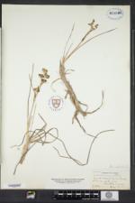 Scheuchzeria palustris var. americana image