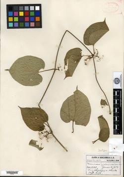 Marsdenia gualanensis image