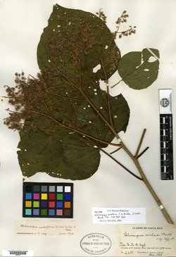 Heliocarpus donnellsmithii image