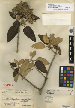 Gynoxys cruzensis image