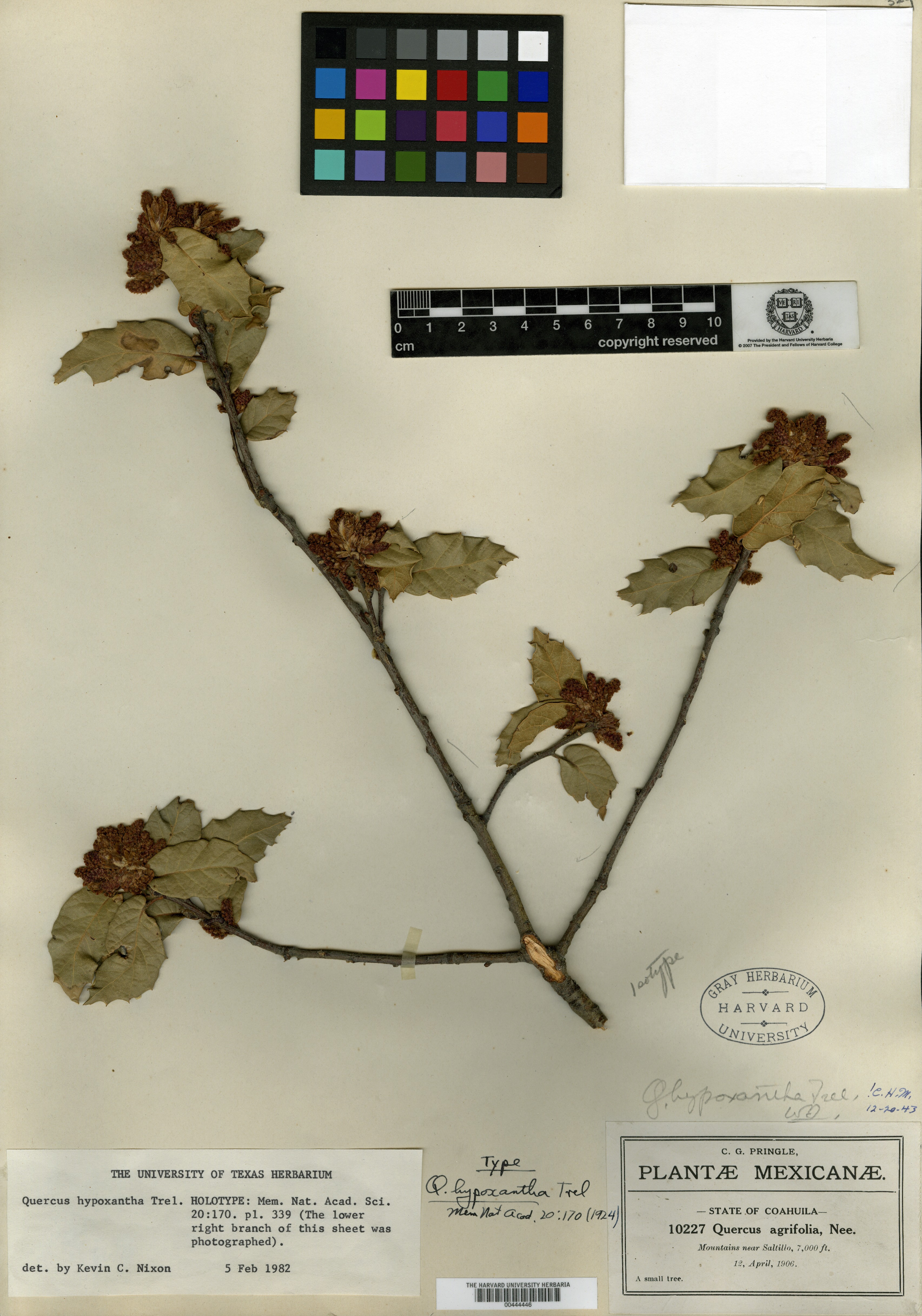 Quercus hypoxantha image