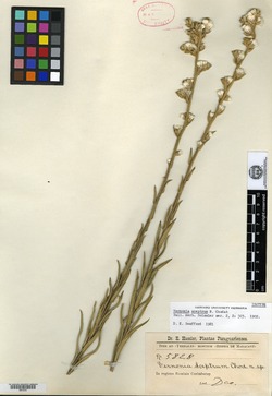 Chrysolaena sceptrum image