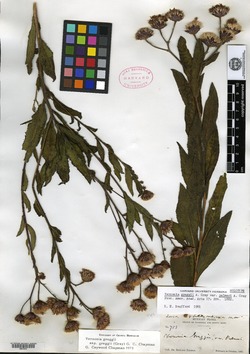 Lepidaploa arenaria image