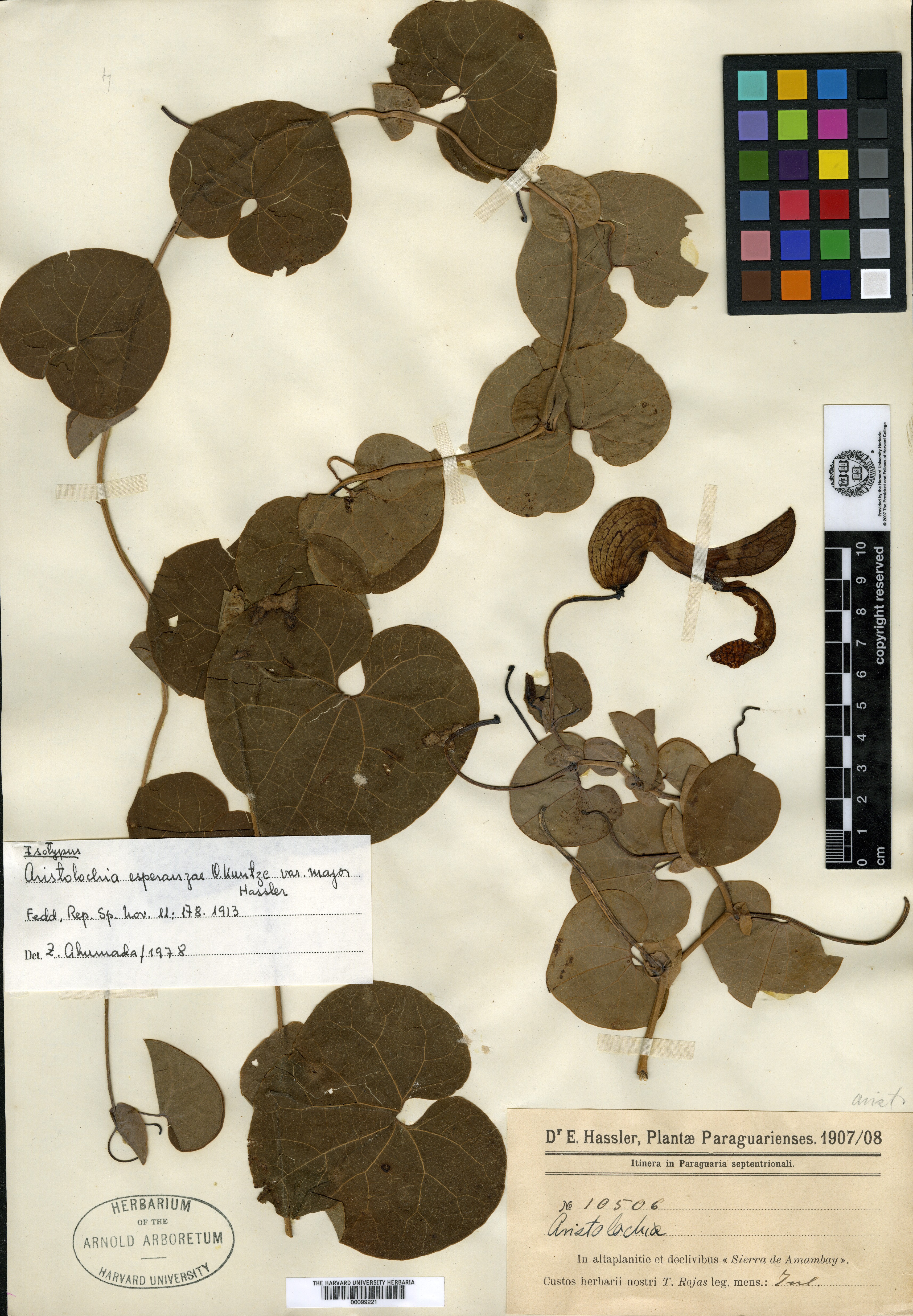 Aristolochia esperanzae var. major image
