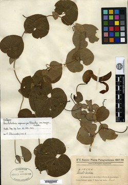 Aristolochia esperanzae image