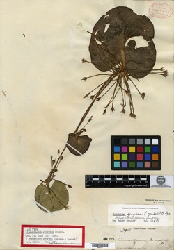 Nymphoides grayanum image