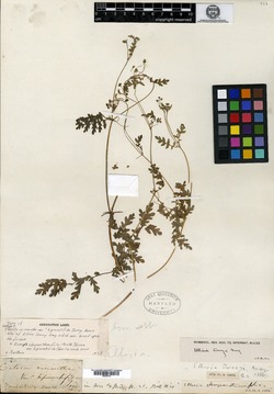 Eucrypta chrysanthemifolia var. bipinnatifida image