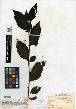 Solanum irregulare image