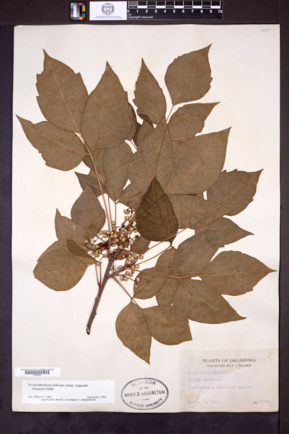 Toxicodendron radicans subsp. negundo image
