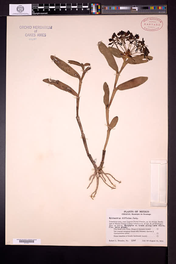 Epidendrum boricuarum image