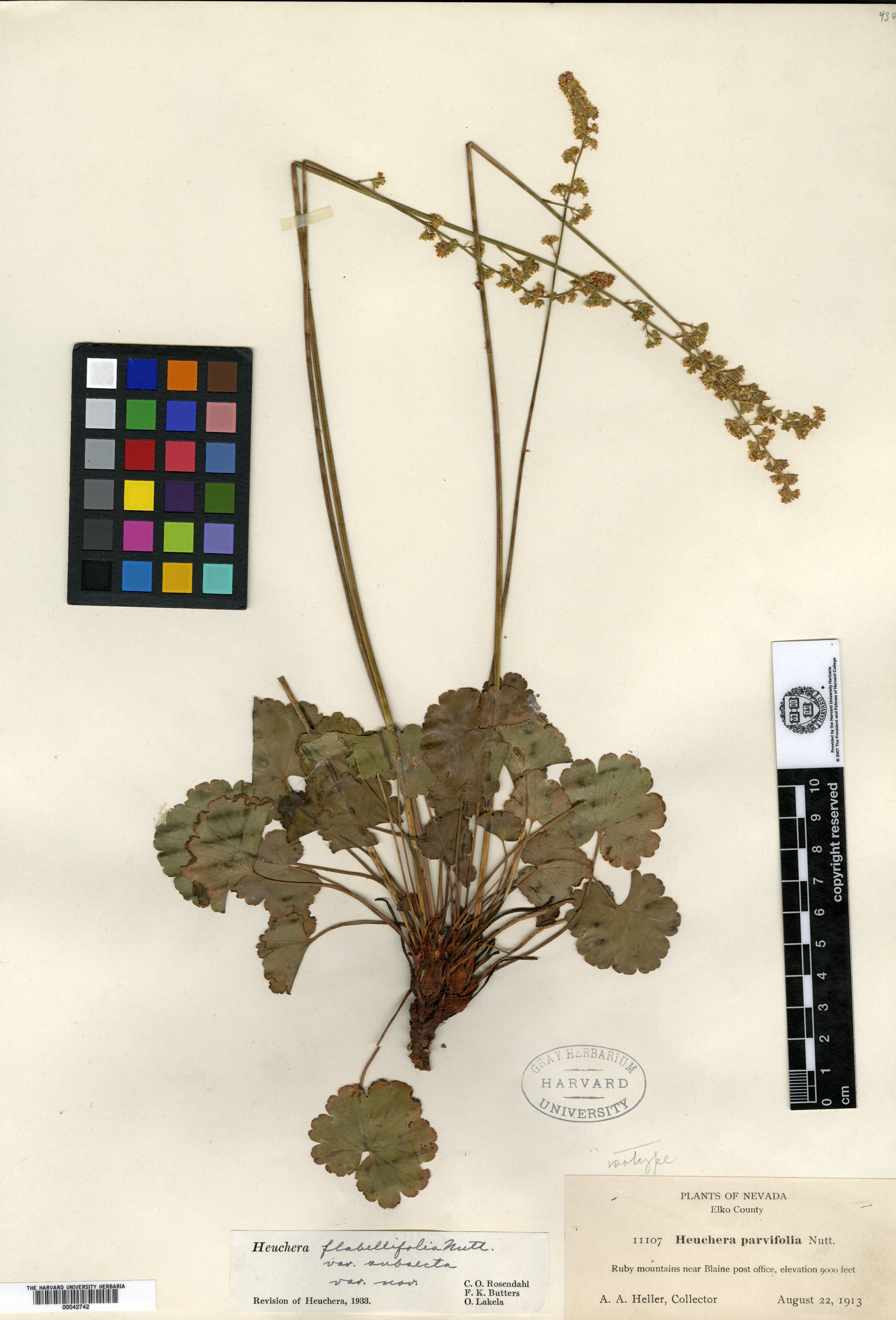 Heuchera flabellifolia var. subsecta image