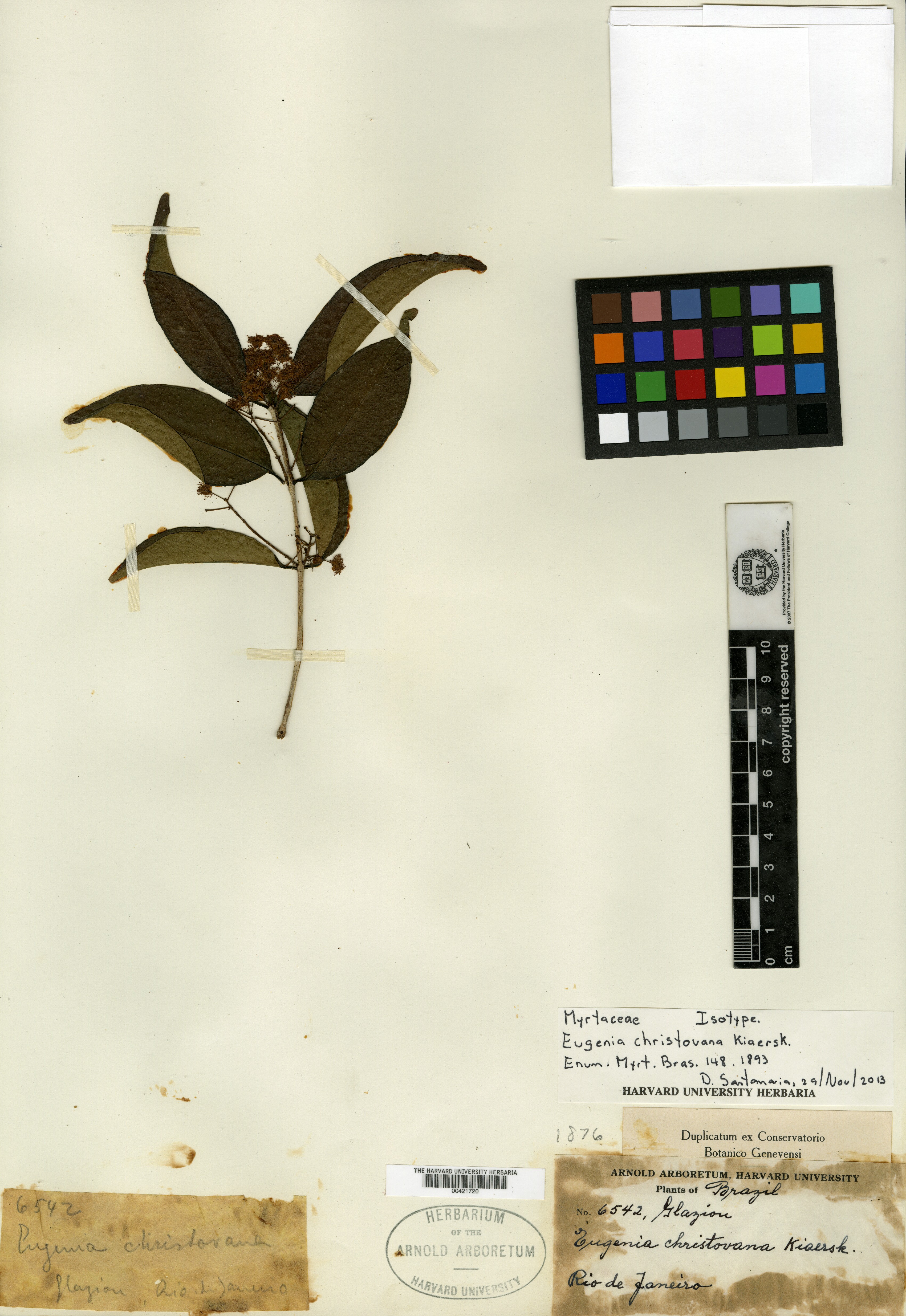 Eugenia confertiflora image